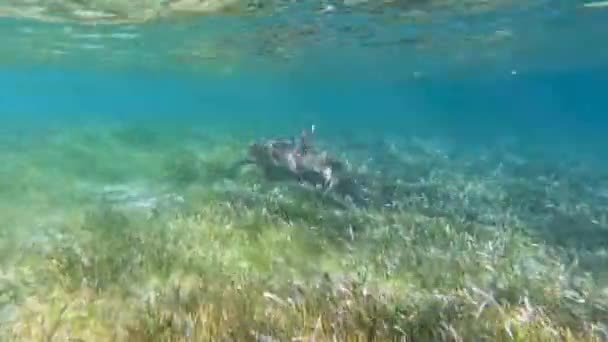 4k video of a Nurse Shark (Ginglymostoma cirratum) in Bimini, Bahamas - Filmati, video