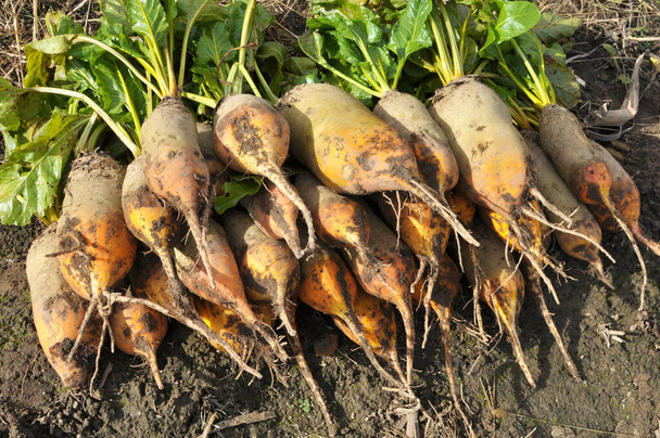 In the field on the pile dug out are fodder beets - Photo, Image
