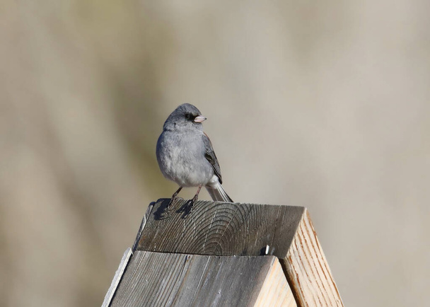 Dark-eyed Junco (Gray-headed) (junco hyemalis) perched on a wooden structure - Zdjęcie, obraz