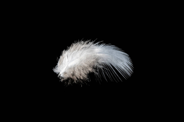 White feather on black background, isolate - Zdjęcie, obraz