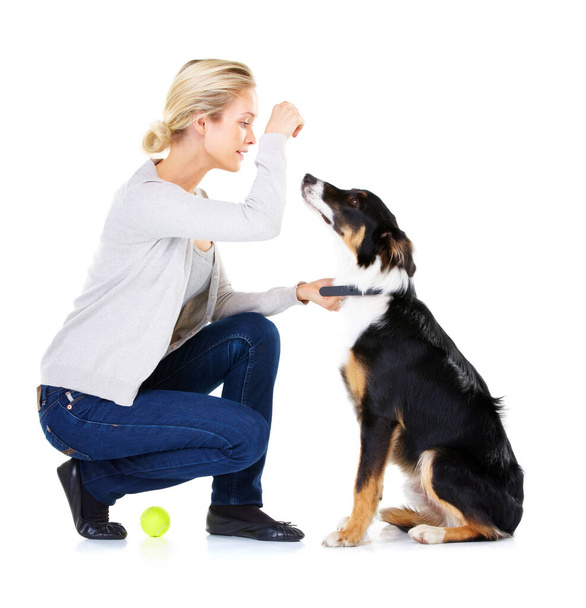 犬、女性と白の背景によって訓練、学習やフォーカスのためのスタジオでのテニスボールで報酬。犬の食べ物で隔離されながら、指導、愛とケアのためのトレーナー、犬の訓練やペット動物. - 写真・画像