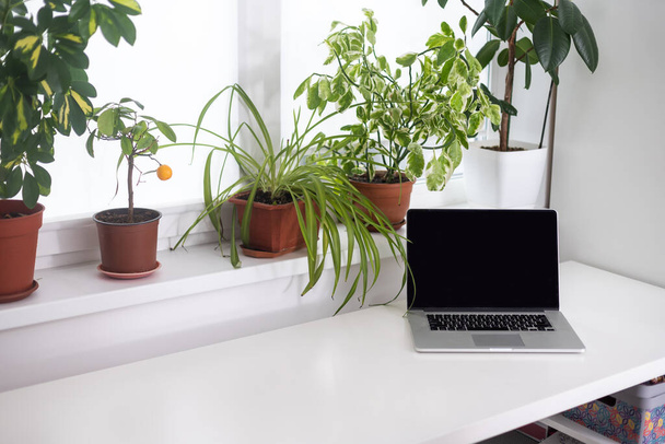 Работа в домашнем саду, ноутбук в окружении зеленых листовых растений, вид спереди экрана, пустое место для текста - Фото, изображение