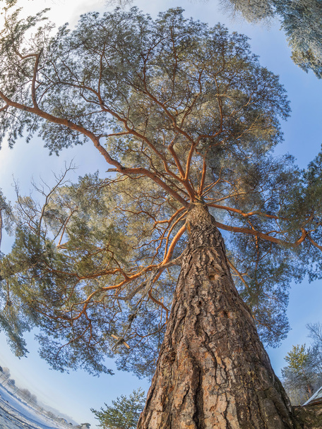 crown pine winter - Foto, Imagen