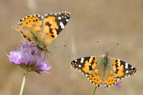 Papillons peints dame sur les fleurs
 - Photo, image