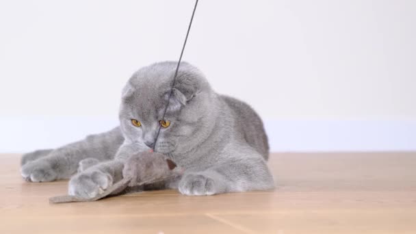 Шотландський таббі-кіт грає з сірою м'якою мишкою. Прекрасний кіт відпочиває вдома на підлозі. 4k відео - Кадри, відео