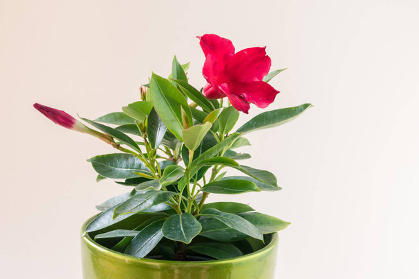 red mandevilla flower in flower pot, white background, isolated - Foto, afbeelding