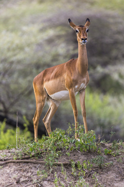 Jovem fêmea impala antílope, Parque Nacional Tarangire, Tanzânia
 - Foto, Imagem