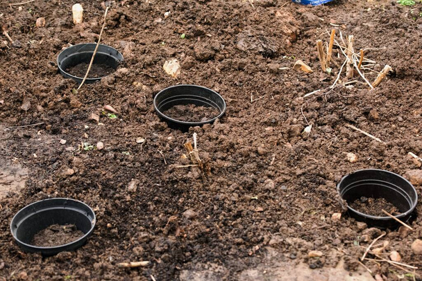 Planting bulbs in plantpots buried in clay soil helps prevent them from rotting.  The technique also aid future lifting, splitting and reduces the impact of weeds. - Zdjęcie, obraz