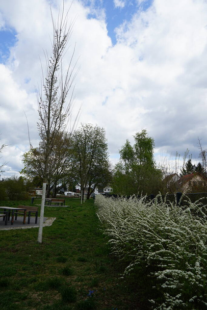 Кущі Spiraea розквітають білими квітами в квітні. Spiraea, spirea, meadowsweets або steeplebushes - вид квіткових рослин родини Rosaceae. Берлін (Німеччина)  - Фото, зображення