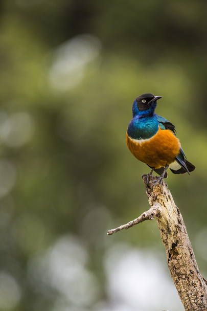 Pájaro colorido Excelente Starling se sienta en una rama en un azul brillante
 - Foto, imagen