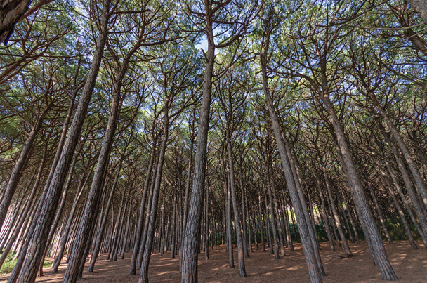 Madera de pino con sus luces y sombras
 - Foto, imagen