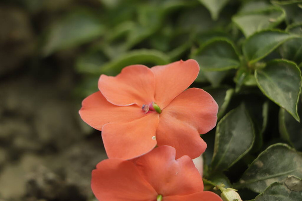 Ανθίζει σε ροζ, πορτοκαλί, λευκό ή κόκκινο. Καλοκαιρινά λουλούδια Impatiens walleriana. - Φωτογραφία, εικόνα
