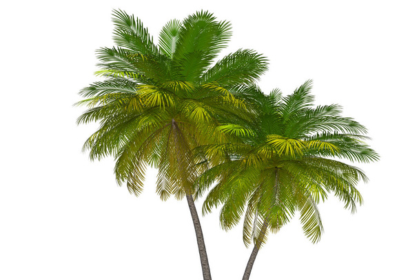 Palm Trees 3D Illustration. Tropical Island Palms Transparent Background Graphic - Fotografie, Obrázek