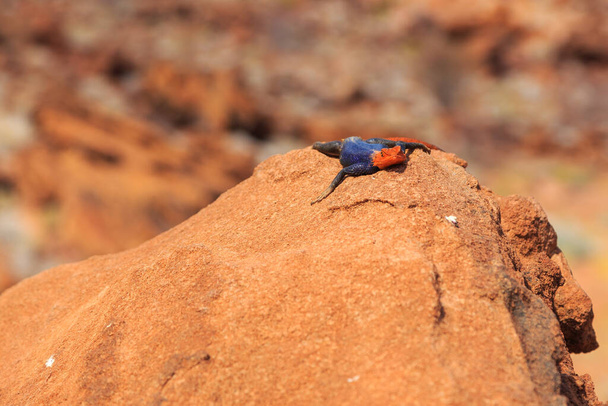 Звичайна агама сидить на камені під сонцем. Детальний образ ящірки. Дика природа Намібії. Twyfelfontein, Damaraland,Namibia. - Фото, зображення