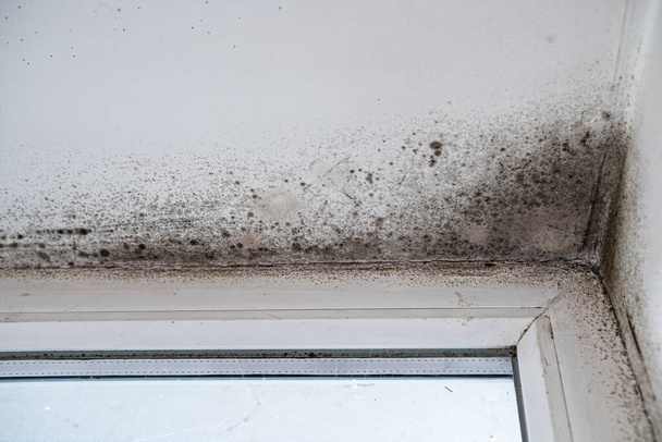 Slope near the window fungus moisture. Poorly installed windows, rainwater penetrates into the room. - Zdjęcie, obraz