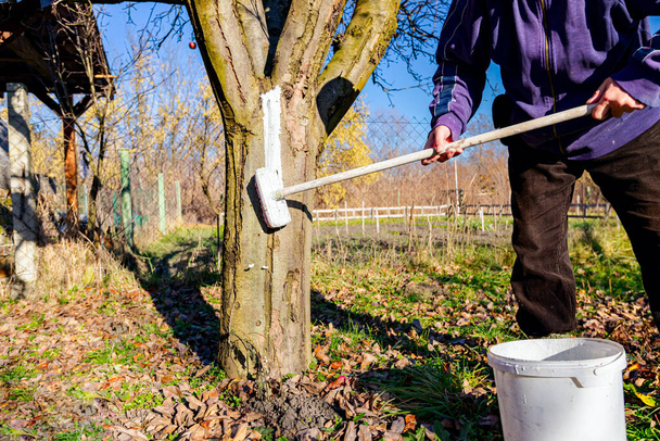 Farmer use brush, whitewashing fruit trunk as method of heat protection of Sun, slows down vegetation, blooming at early spring. Painting lime against diseases, fungus, or damage bark by rodents. - Foto, imagen