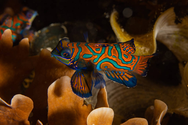 Mandarinfish (Synchiropus splendidus) на коралловом рифе в Раджа-Ампат, Индонезия. - Фото, изображение