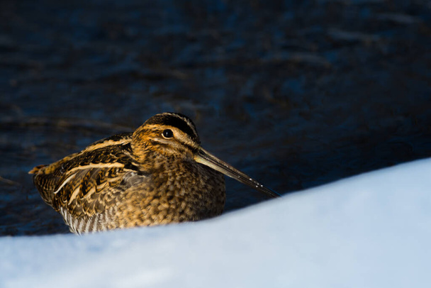 Wilson's Snipe (Gallinago delicata) bird sitting in the snow by a fresh water creek Canadian wildlife background - Foto, imagen