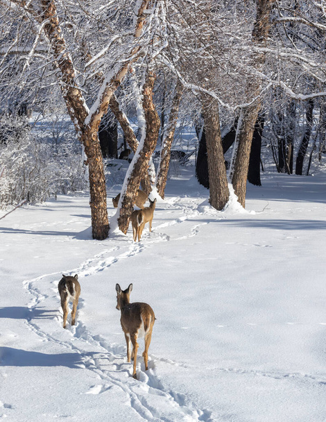 This image shows a landscape view of a large group of white-tailed deer walking along a snow covered trail towards a tree-lined ravine on a sunny winter day. - Valokuva, kuva