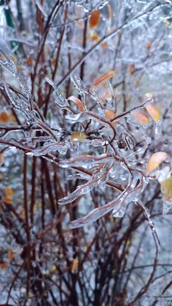 Oksat pensas peitti jäätä sateen jälkeen pakkasta talvella lähikuva. Jäädytetyt kasvit. Jäisen sateen jälkeen. Jäätävä sade. Talvinen, kylmä jää, jäinen, pakkasmainen. Luonnonilmiö. Luonnollinen tausta. Pystysuora video - Materiaali, video