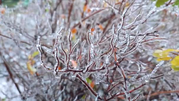 Ramas de arbusto cubiertas de hielo después de la lluvia en las heladas en invierno primer plano. Plantas congeladas. Después de la lluvia helada. Lluvia helada. Invierno, invernal, frío, hielo, helado, helado. Un fenómeno natural. Fondo natural - Metraje, vídeo