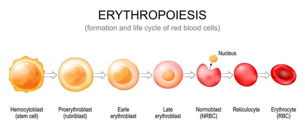 Erythropoiesis. Formation and life cycle of red blood cells from stem cell to Normoblast, Reticulocyte and Erythrocyte. Vector poster - Vektor, Bild