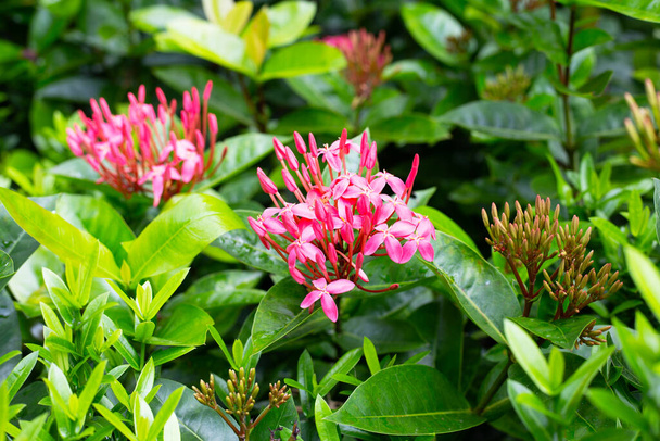 Ixora flower in the garden - Photo, Image
