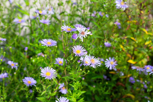 Krásné fialové květy Symphyotrichum dumosum - Fotografie, Obrázek