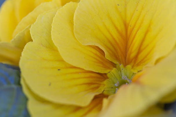 Primroses in the garden - Photo, Image