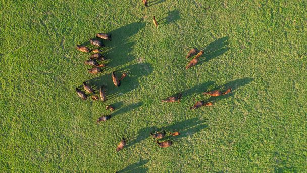 Idyllic drone shot of a herd of horses scattered across golden-lit countryside. Flying over adult horses and foals grazing in the green rural landscape on a sunny summer afternoon. - Fotó, kép