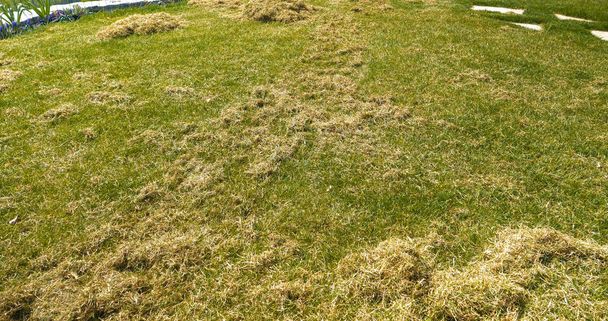 ZAMKNIJ SIĘ: Stos filcu na trawie po napowietrzaniu trawnika w ogrodzie ogródkowym. Wysuszyć stare resztki trawy po napowietrzaniu trawnika w ogrodzie na podwórku. Wiosna ulga zagęszczania gleby dla doskonałej grubości trawnika - Zdjęcie, obraz