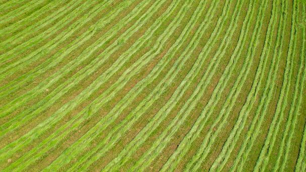AERIAL, TOP DOWN: Σχηματισμός πράσινης γραμμής φρέσκου χλοοτάπητα χόρτου που παράγονται για ζωοτροφές. Λιβάδι με φρέσκο σανό σε μια ηλιόλουστη καλοκαιρινή μέρα στην εξοχή. Νίκαια ευθυγραμμισμένο γρασίδι για προετοιμασία σανού - Φωτογραφία, εικόνα