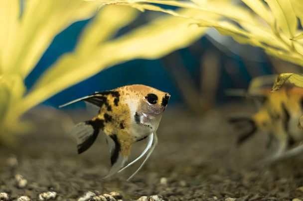 yellow angelfish fish close-up on a blurred background - Zdjęcie, obraz