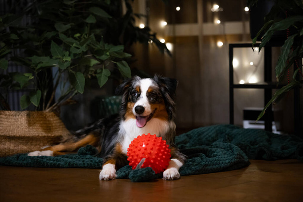 Australian Shepherd puppy playing with a red ball, a picture of pure joy and fun - Foto, afbeelding