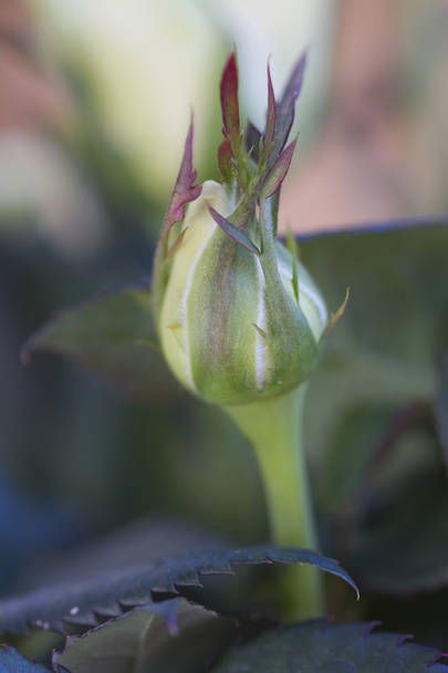 Rosebud en el jardín
 - Foto, Imagen