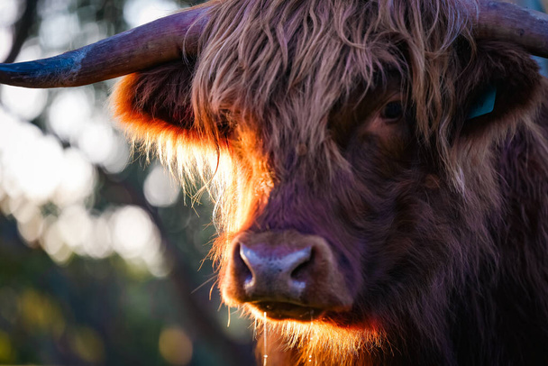 Single highland cow standing in field in golden afternoon sun close up of face - Foto, imagen