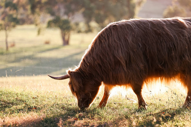 Single highland cow in field in golden afternoon sun - Foto, imagen