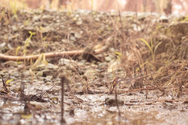 низкоугольные снимки грязной лужи на плантации. - Фото, изображение