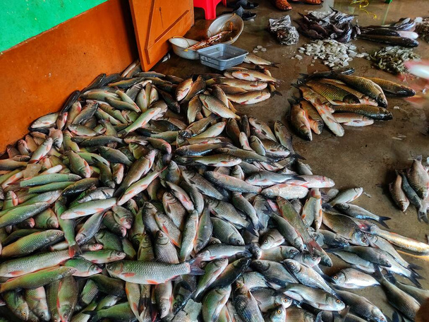 pile of bumper harvest of catla rohu carp fish after farming and sale in fish market - Foto, Imagen