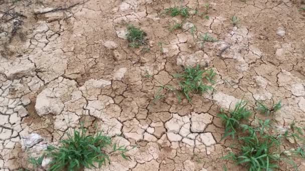 dry crack earth at the agriculture land due to drought.  - Metraje, vídeo