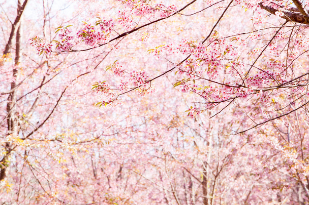 Belle fleur de cerisier rose
 - Photo, image