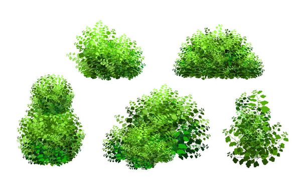 Realistic garden shrub, seasonal bush, boxwood, tree crown bush foliage.Ornamental green plant in the form of a hedge.For decorate of a park, a garden or a green fence. - ベクター画像