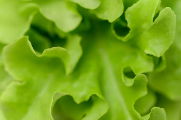 Salad green oak healthy food - Photo, image