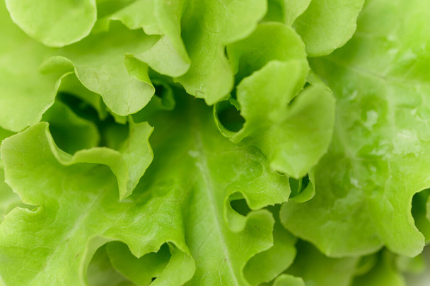 Salad green oak healthy food - Foto, Imagem