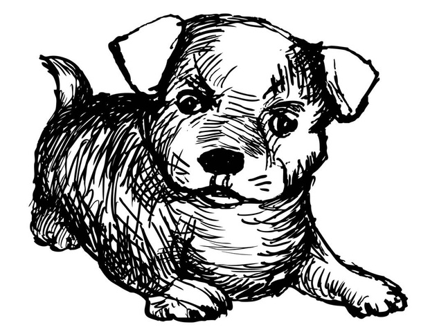 маленький Джек Рассел терьер щенок лежит на белом фоне, эскиз чернил эскиз, векторная иллюстрация, изолировать - Вектор,изображение