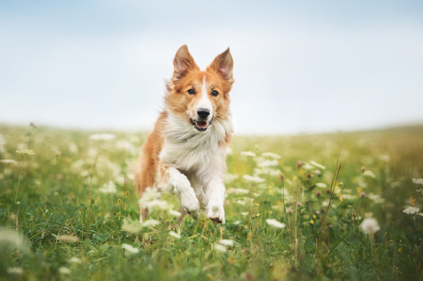 Red border collie dog running in a meadow - Photo, Image