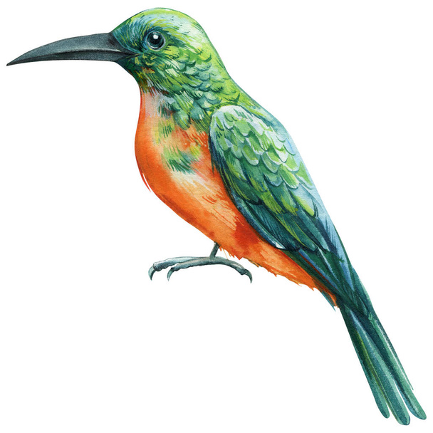 Beautiful bird. red-tailed jacamar. Watercolor illustration isolated on white background. rufous-tailed jacamar. High quality illustration - Fotografie, Obrázek