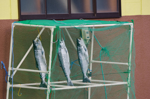 Masu salmon Oncorhynchus masou drying in Rausu. Nemuro Subprefecture. Shiretoko Peninsula. Hokkaido. Japan. - Foto, imagen