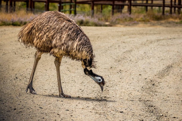 Emu walks in the open, in wildlife safari, Oregon - Photo, Image