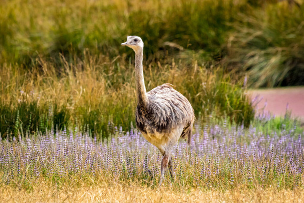 Emu walks in the open, in wildlife safari, Oregon - Foto, Bild